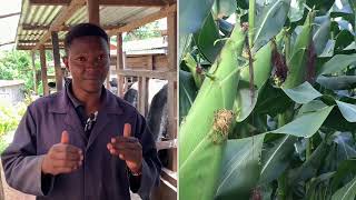 Step by step in Maize Silage making process [upl. by Yenot]