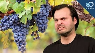 Wine Grapes Have Human Acne [upl. by Laira]