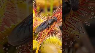 Sundew plant starts eating a bug carnivorousplant insects [upl. by Kerat]