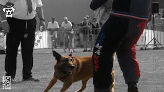 Demanet  Championnat de France du chien de travail 2023 [upl. by Stubbs]