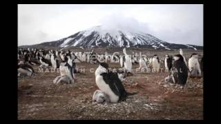 chinstrap penguins [upl. by Ernestine992]