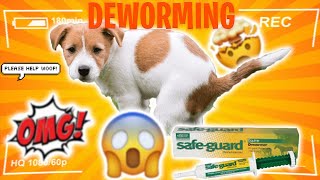 How to Deworm a Puppy Yourself At Home QUICK AND EASY See Fast Results In 3 Days [upl. by Sucram844]