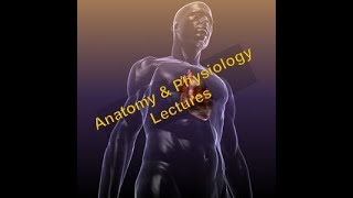 AampP Lecture 9  Axial Skeleton Part 4 of 4 Vertebral Column amp Thoracic Cage [upl. by Frymire110]