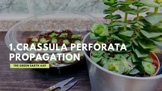 Crassula Perforata or Crassula Perfossa Propagation  Gardening at Home [upl. by Proffitt]