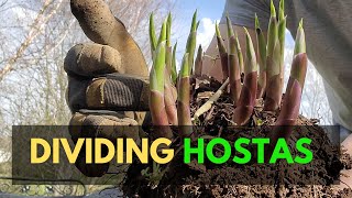 Quick Start Gardening Guide Bare Root Hostas  Daylilies [upl. by Ecnarrat]