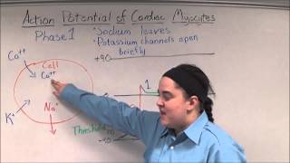 Action Potential of Cardiac Myocytes [upl. by Loginov710]