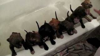 Pit Bull Puppies whining to get out of the shower [upl. by Sammy464]