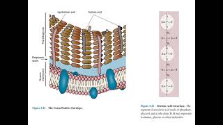 Bacterial Peptidoglycan [upl. by Lugar]