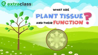 Tissues2 Plant Tissue amp Meristematic Tissues biology education neet2024 neet [upl. by Youlton136]