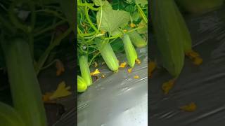 nutural fruit food Indianfarmertak cucumberexplore youtube [upl. by Iorgo]