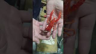 RED BABY LOBSTER  KEEPING A GROCERY LOBSTER AS A PET  MY NEW EXOTIC LOBSTER  BUYING LIVE PETS 🦞 [upl. by Teddman]