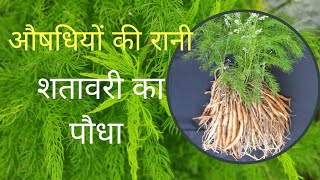 शतावरी का पौधा । Shatavari plant । असली शतावरी की जड की पहचान कैसे करे । shatavari ke fayde । [upl. by Tur]