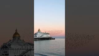 Sunset Murmuration Starlings at Eastbourne pier East Sussex murmuration [upl. by Nnailuj]