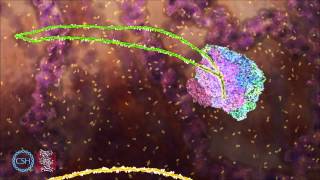 RNA Splicing [upl. by Vihs]