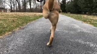 This may be the fastest dog on two legs [upl. by Gerrit329]