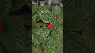 Episcia Plant on Pedestal Pot 🌸 [upl. by Kliman]