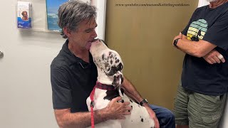 16 Week Old 60 lb 27 kg Great Dane Puppy Loves Going To His Tampa Vet KVH [upl. by Olshausen70]