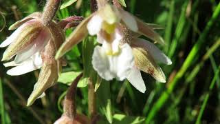 My Norfolk Orchid Hunt Part 15 Marsh Helleborine [upl. by Quin]