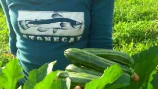 Cocozelle zucchini at Fruition Seeds [upl. by Mcclary]