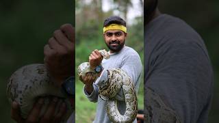 অ এ অজগর আসছে তেড়ে  Indian Rock Python  Snake Rescue Operation snakesaverbrothers [upl. by Naenaj623]