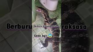 biawak raksasa berhasil di tangkap viral trending viralshorts [upl. by Cissej]