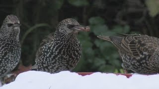 Vögel und ihre Stimmen  Star [upl. by Aseefan]