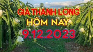 Giá thanh long hôm nay ngày 9122023Nguyên An offical [upl. by Dotson]