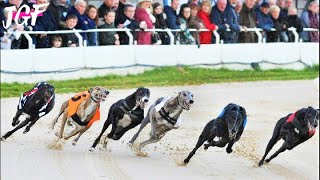 British Greyhound  Dogs Racing  Track Race [upl. by Havelock]