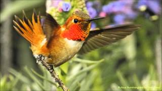 Rufous Hummingbird Sounds [upl. by Atiuqel]