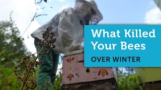 Why Did My Honey Bees Die Over Winter  Determining the Cause of a Dead Beehive [upl. by Mallory]