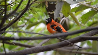 FSA Red Siskin cross from Venezuela [upl. by Natek]