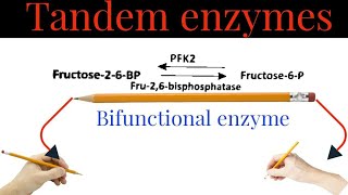 Tandem enzymes or Bifunctional EnzymesPhosphofructokinase 2 Fructose 26 bisphosphatse PFK2 [upl. by Enaols26]