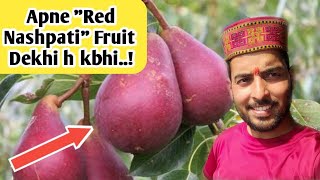 Red Pear 🍐 Orchard  Apne quotRed Nashpati Fruit Dekha h kbhipear farming Virender Negi vlogs [upl. by Joacimah399]