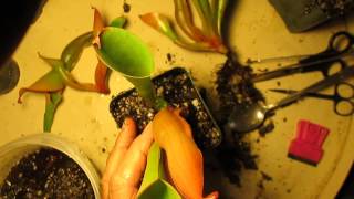 How I Divide Heliamphora [upl. by Englebert]