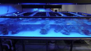 World Wide Corals Farm Show Tank Aquascape TimeLapse [upl. by Redep]