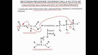 CORSO DI BIOCHIMICA  LEZIONE 23 DI 47  GLUCONEOGENESI  PARTE 1 [upl. by Carlita]