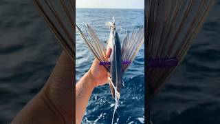 Using FLYING Fish as Bait fishing shorts [upl. by Sauers]