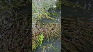 Blyxa  A beautiful aquatic plants community [upl. by Nael]