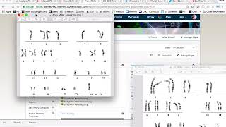 Digital Karyotyping How To [upl. by Acissej621]