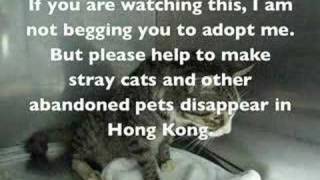 My life as a stray cat in Hong Kong [upl. by Netsirk]