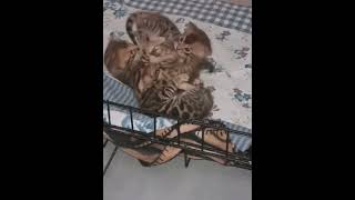 Bengal kittens houseofchaosnl kitten bengalcat catshorts beautiful catlover fyp [upl. by Aldora91]