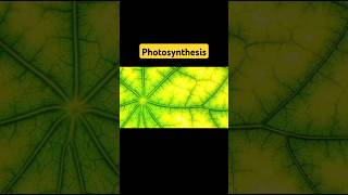 The process of photosynthesis has been happening for millions of years [upl. by Fihsak]