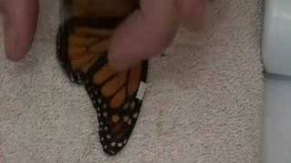 Live Monarch Foundation  How to fix a broken butterfly wing [upl. by Horace250]