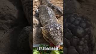 Shingleback Skinks One Minute Animal Facts [upl. by Bartlett597]