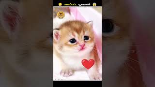 பூனைகளோட கண்கள்ல எதனால இத Apply பண்றாங்க  Cat Eye Ointment  Animal Voiceover Tamil [upl. by Yspyg]