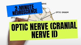 2Minute Neuroscience Optic Nerve Cranial Nerve II [upl. by Studley887]