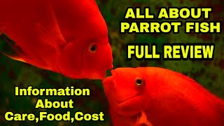 All about parrot fish in tamil  everything about parrot fish in tamil  how to care parrot fish [upl. by Anele]