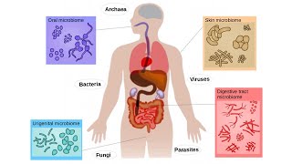 The Incredible World of Microbiomes  Exploring Hidden Ecosystems 16 Minutes [upl. by Pen]