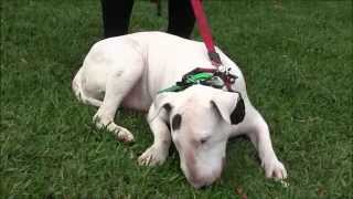 Aggressive Bull Terrier attacks people and dogs [upl. by Attenoj]