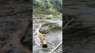 Dovedale dovedale tour hike waterside naturelovers nature [upl. by Aicenav]